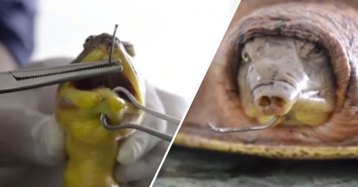 Arzt entfernt Angelhaken aus Nase von Schildkröte