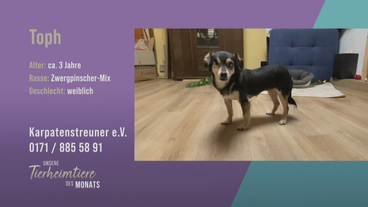 Blinde Hundedame sucht ein neues Zuhause