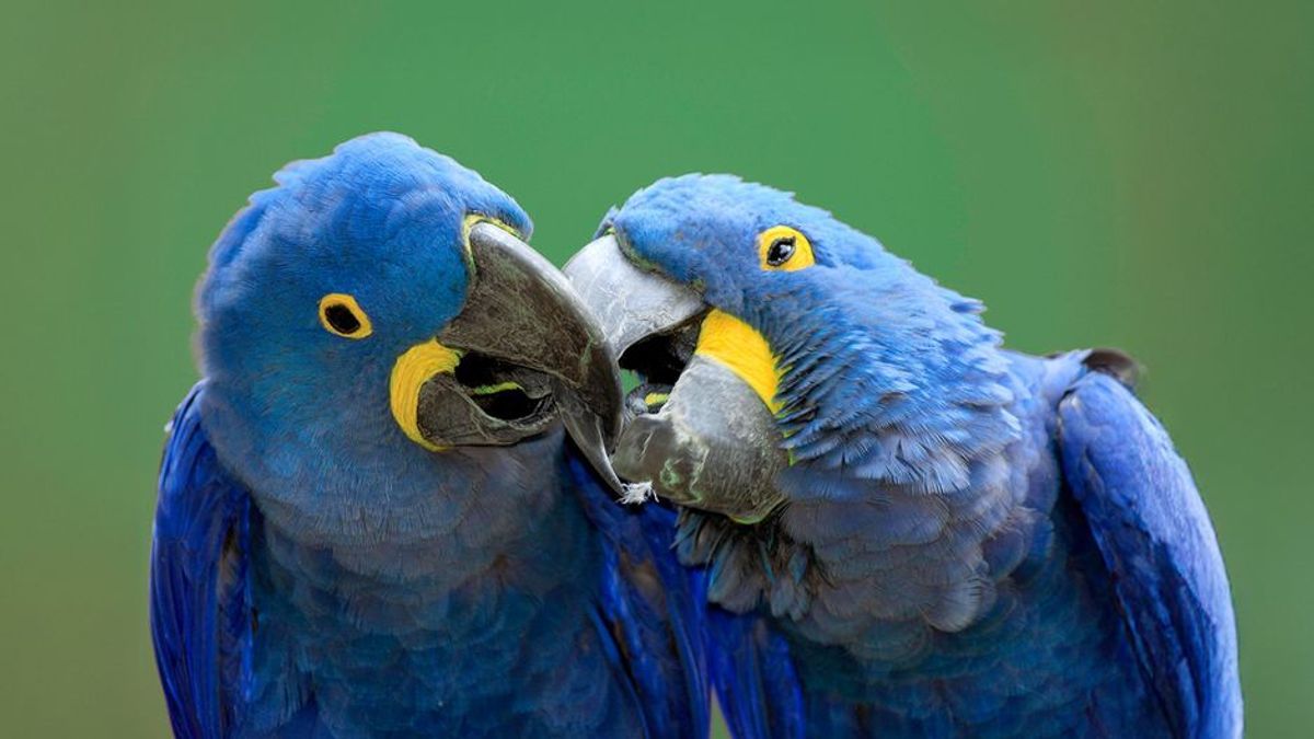 Wuppertaler Zoo verkuppelt Papageien