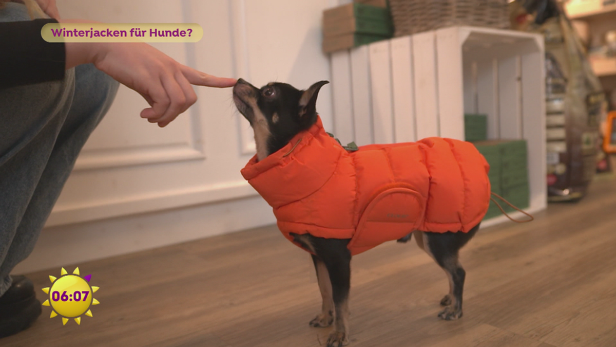 Winterjacken für Hunde?