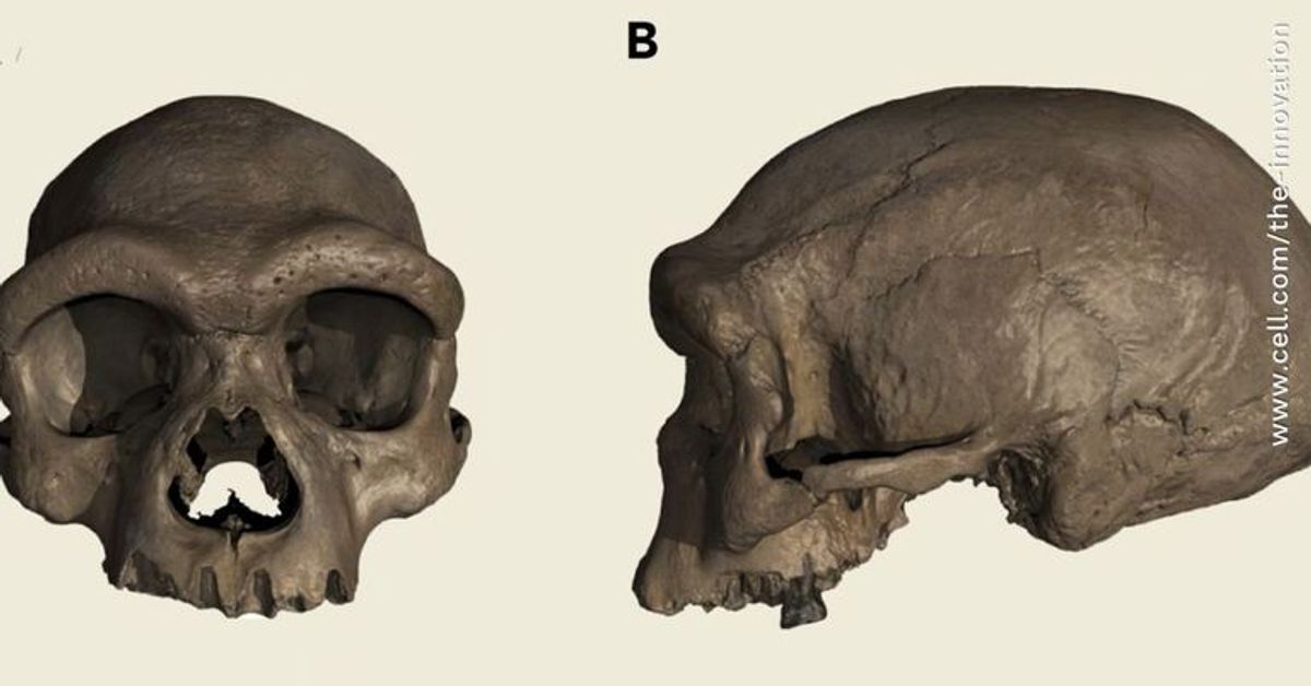 "Dragon Man": Forscher entdecken Schädel einer neuen Menschenart