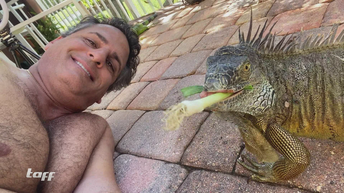 Der Iguana Man: Darren Anselmo und seine Liebe zu Leguanen 