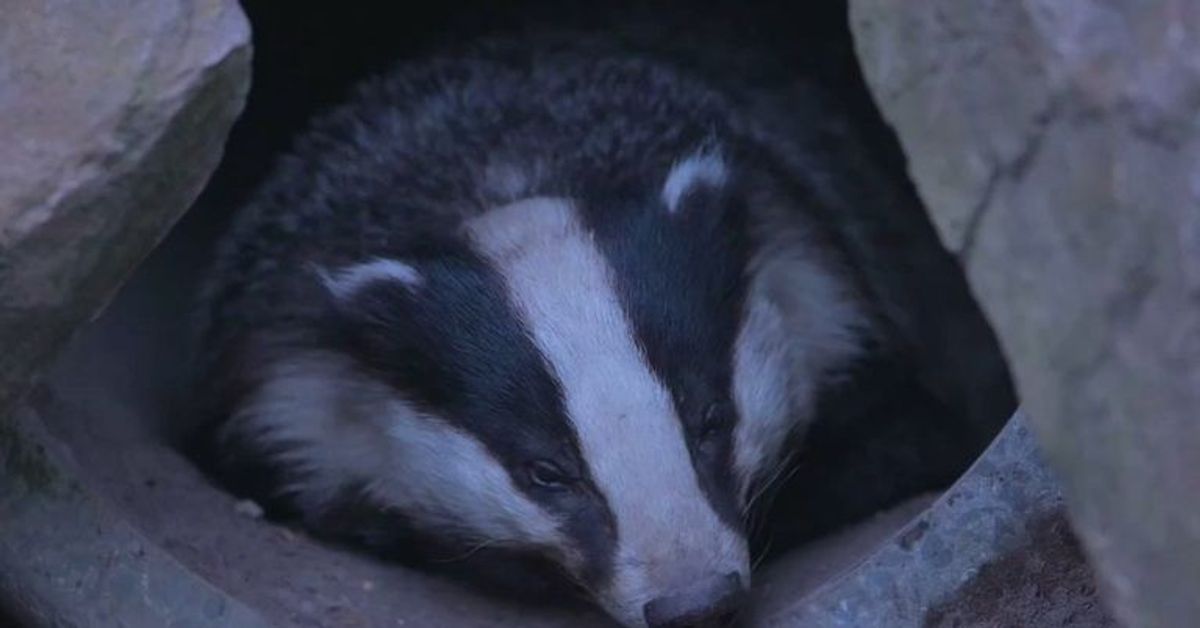 Diese Tierkrankheit breitet sich momentan in England aus