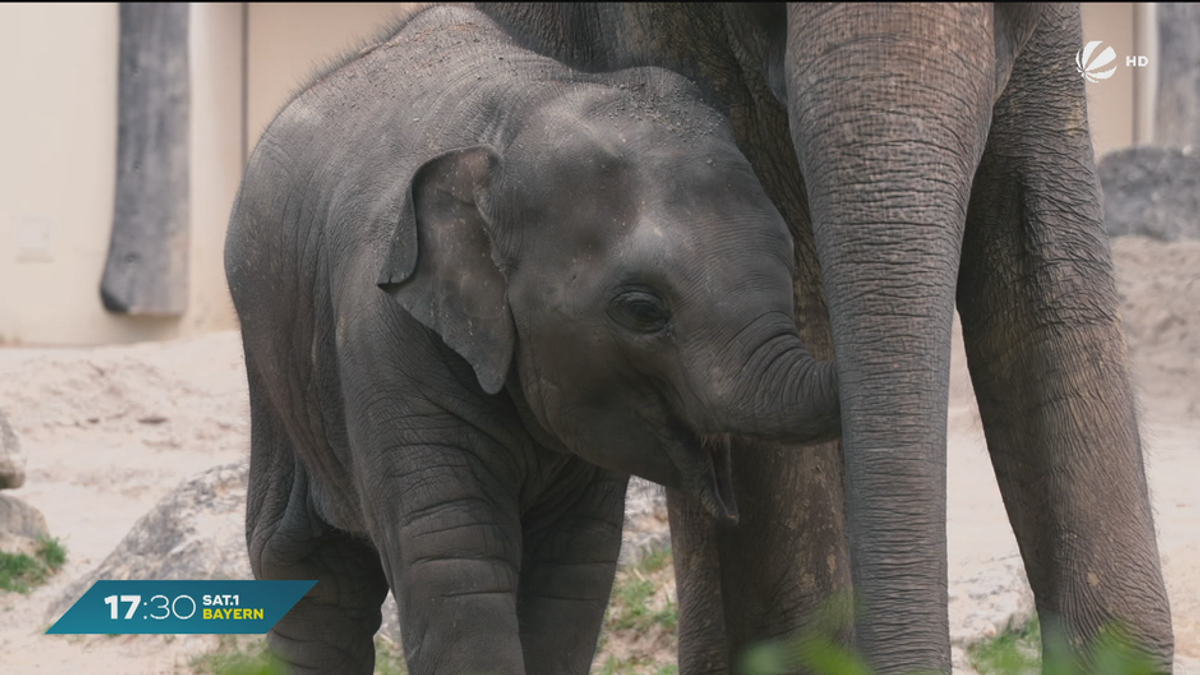 Elefanten-Transport zum Tierpark: Savani und Rani ziehen nach Hellabrunn