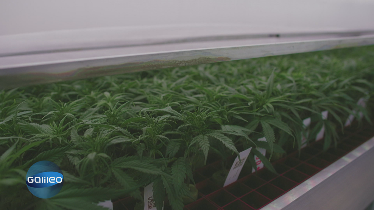 Entkriminalisierung und Legalisierung: Wann ist Cannabis legal?