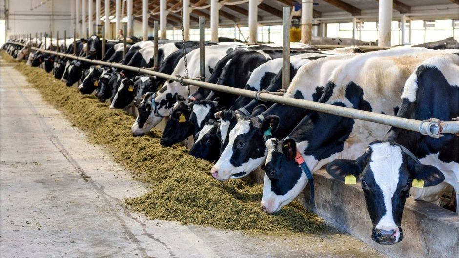 Für den Klimaschutz: Forscher wollen Rinder stubenrein machen