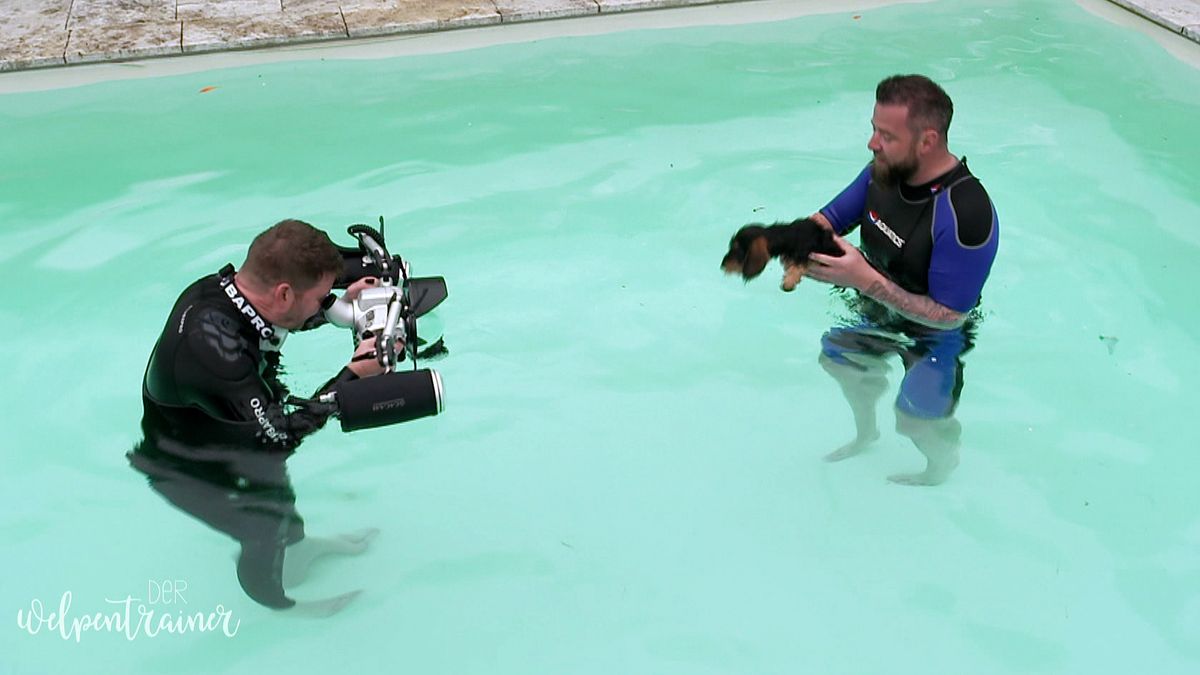 Premiere: So gelingt die erste Schwimmstunde für Welpen