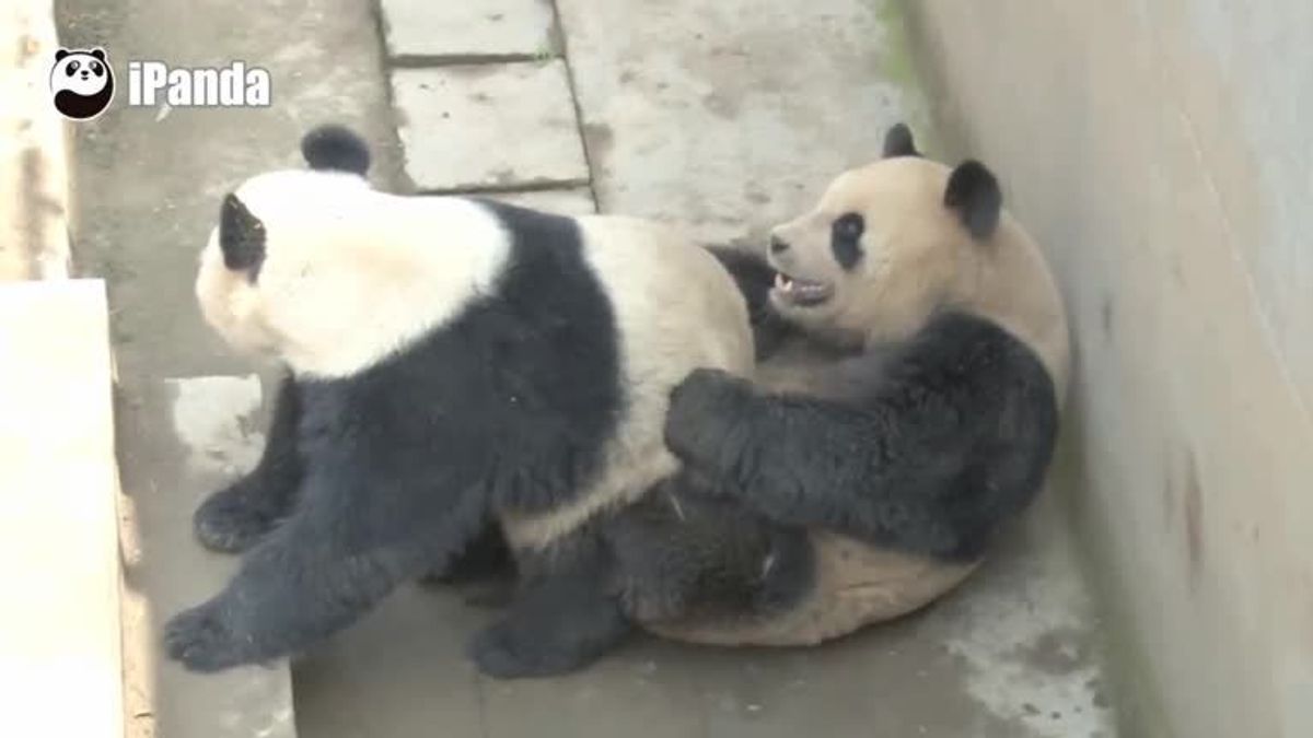 Rekord-Sex bei Panda-Pärchen