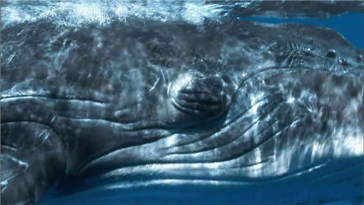 "Alles wurde schwarz": Fischer wird plötzlich von Buckelwal verschluckt