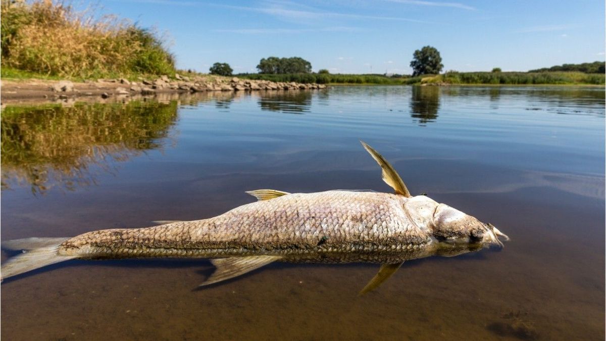 Quecksilberverdacht: Massenhaft Fischsterben in der Oder