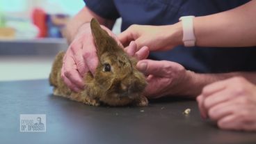 Volle Aufmerksamkeit für krankes Kaninchen