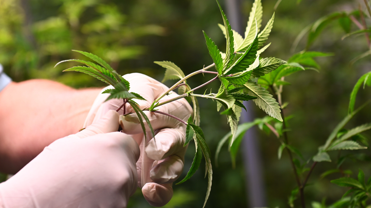 Schwierige Beschaffung: Schwarzmarkt boomt trotz Teil-Legalisierung von Cannabis