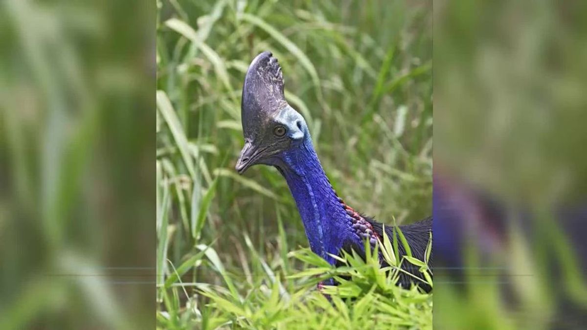 Tödlichster Vogel der Welt hat seinen Besitzer getötet