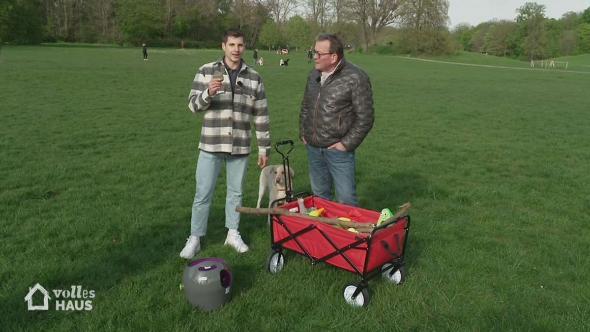 Hundespielzeug im Test