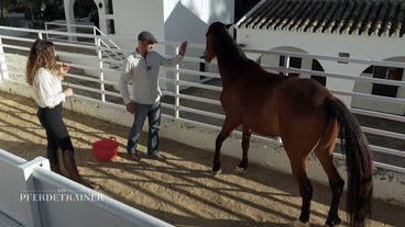 Aggression beim Füttern: Können die Pferdetrainer Tesoros Verhalten ändern?