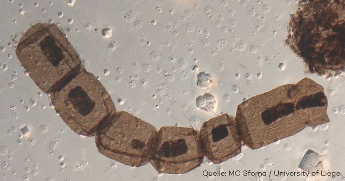 Fenster in die Vergangenheit: Eine Milliarde Jahre altes Lebewesen nachgewiesen