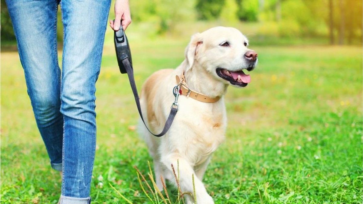 Viele Hundebesitzer machen es falsch: Wie hält man die Leine richtig?