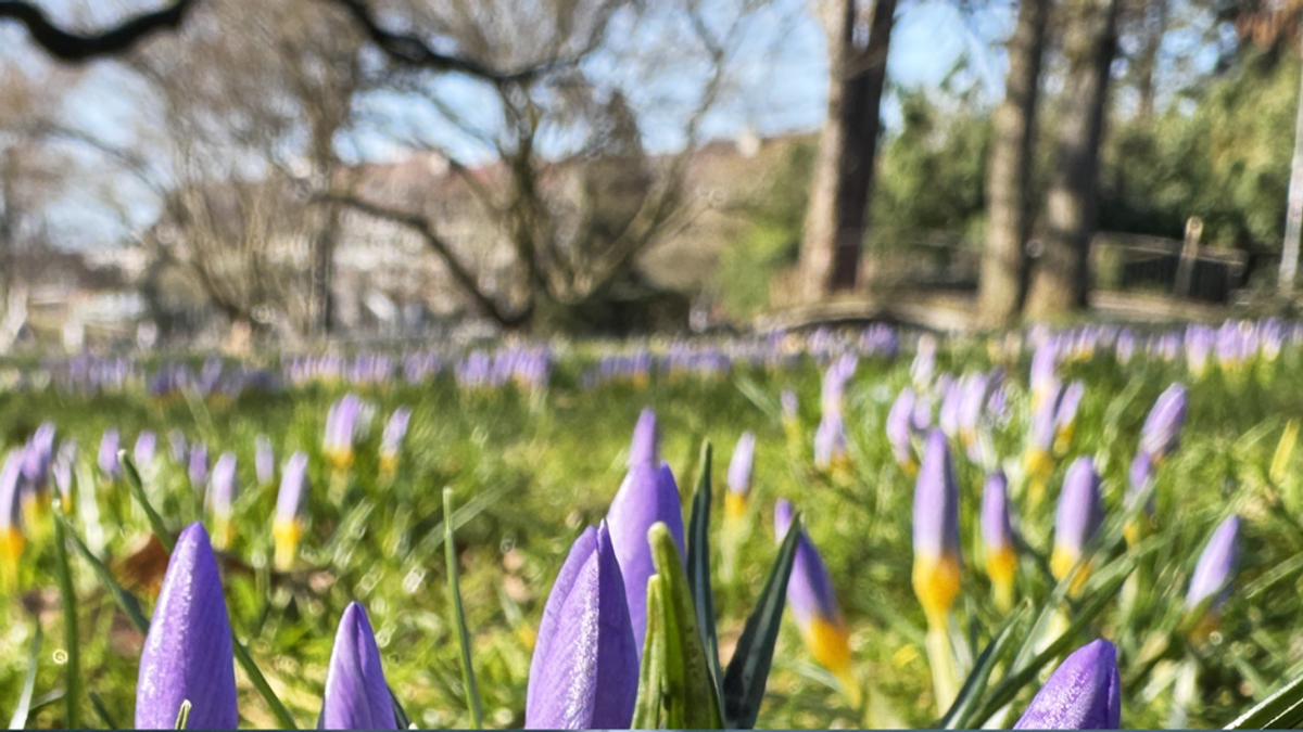 Temperaturen sorgen für Frühlingsgefühle