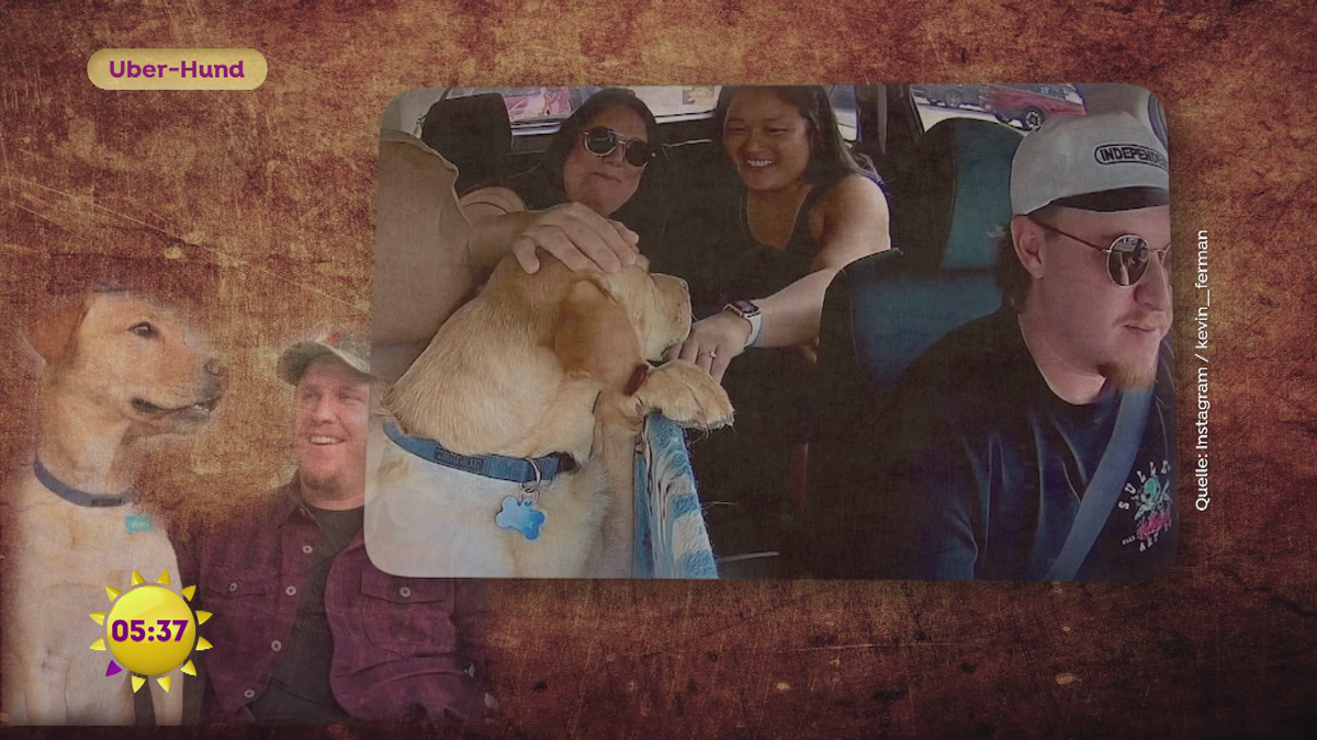 Uber-Hund
