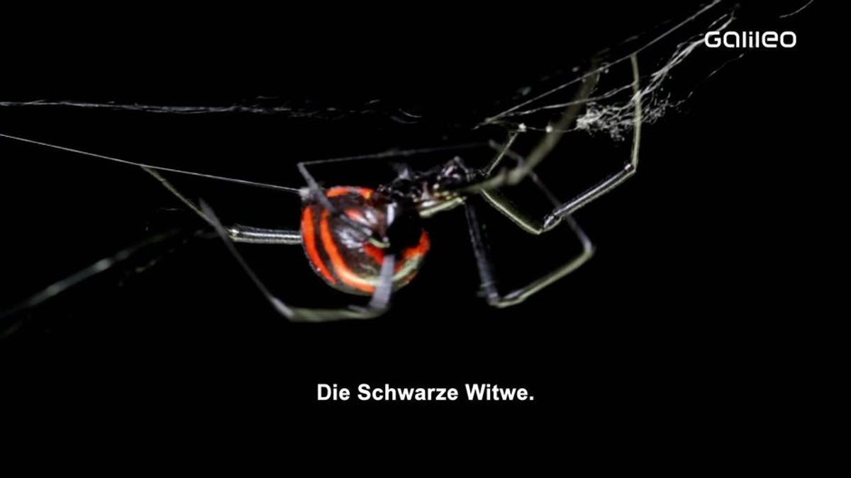 Aschenbecher Spinne Ascher Kreuzspinne XXL Messing Opt.