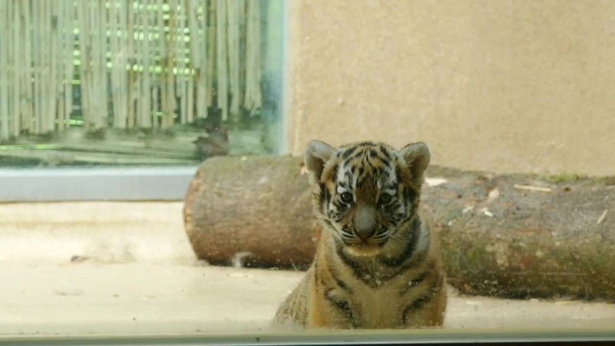 Tigerbabys begeistern Besucher im Tiergarten Straubing