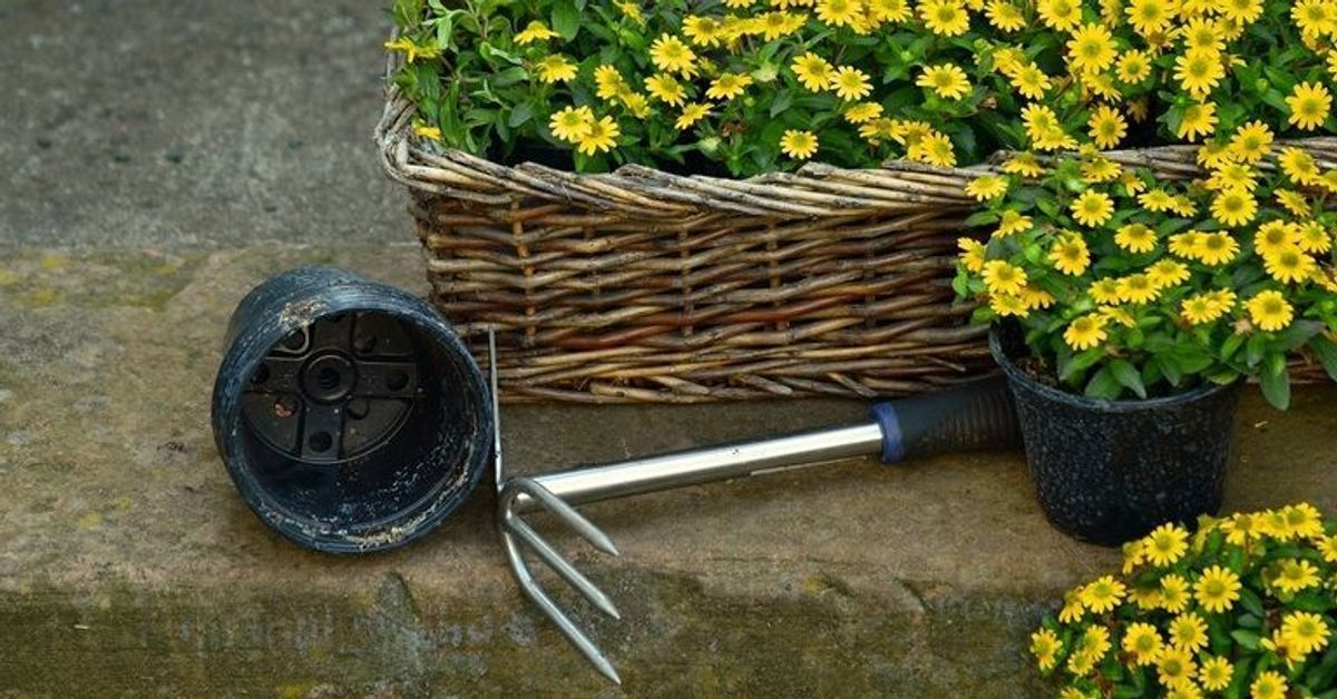 Anpflanzen und Ernte: Die wichtigsten Gartenarbeiten für den Mai