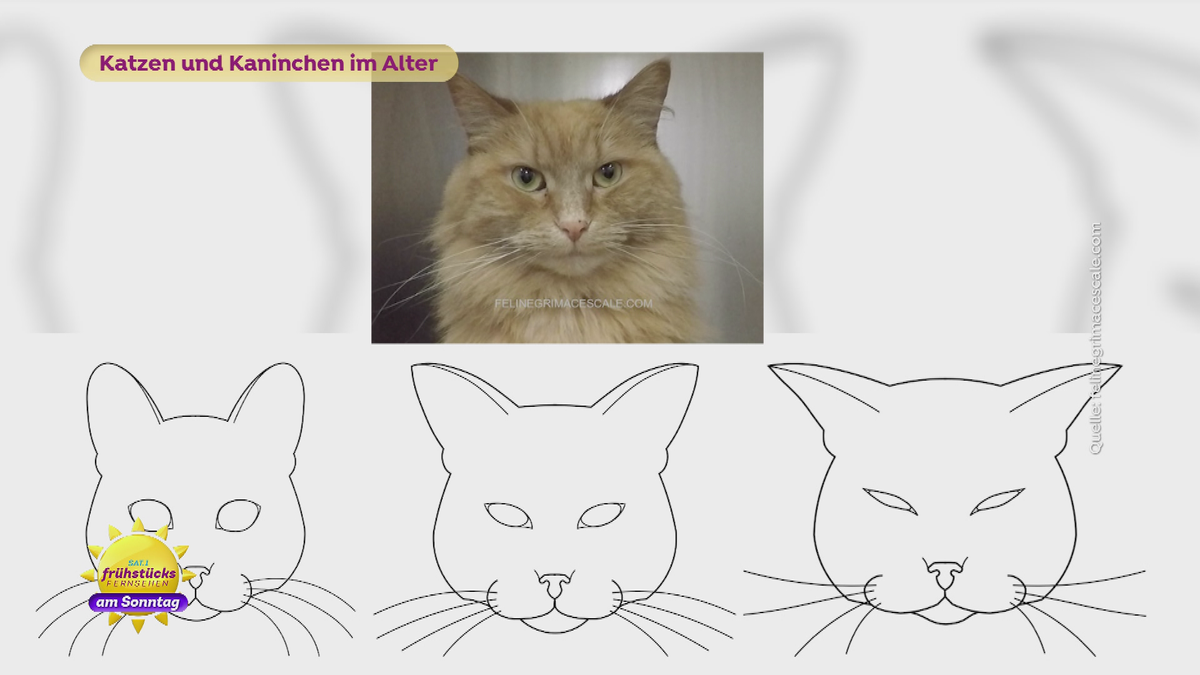 Katzen und Kaninchen im Alter