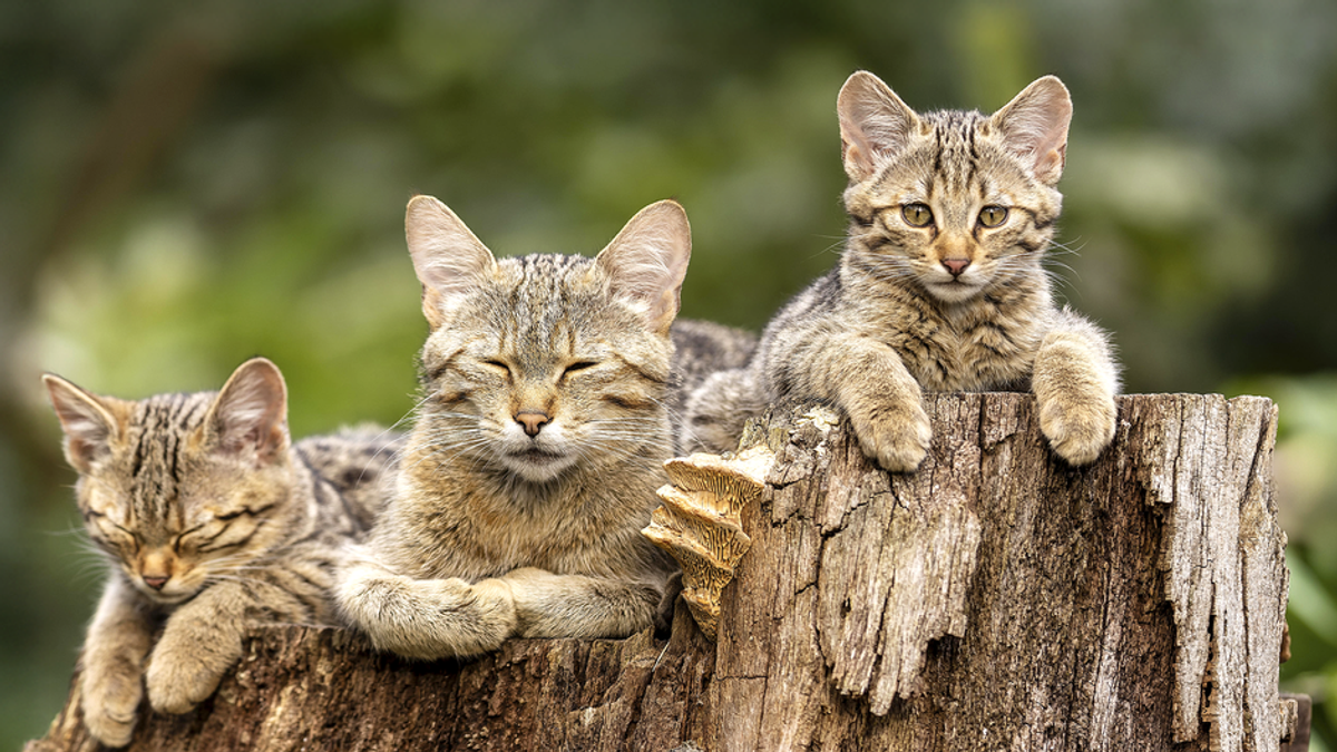 Deutschlands Wildkatzen sind zurück