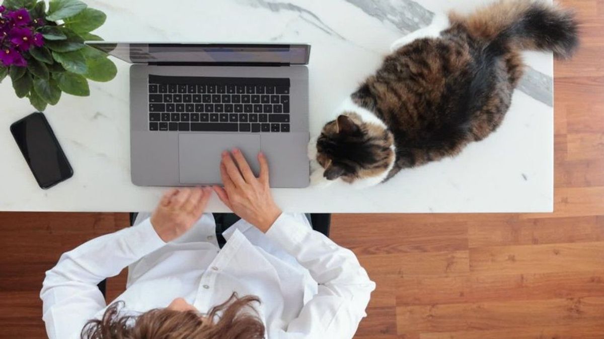 Rätsel geklärt: Darum liegen Katzen immer auf der Tastatur