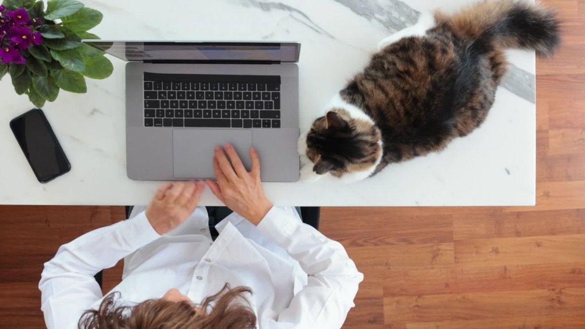 Rätsel geklärt: Darum liegen Katzen immer auf der Tastatur