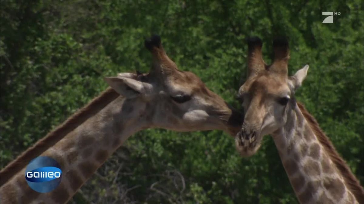 Homosexualität Im Tierreich Darum Gibt Es Queere Tiere 