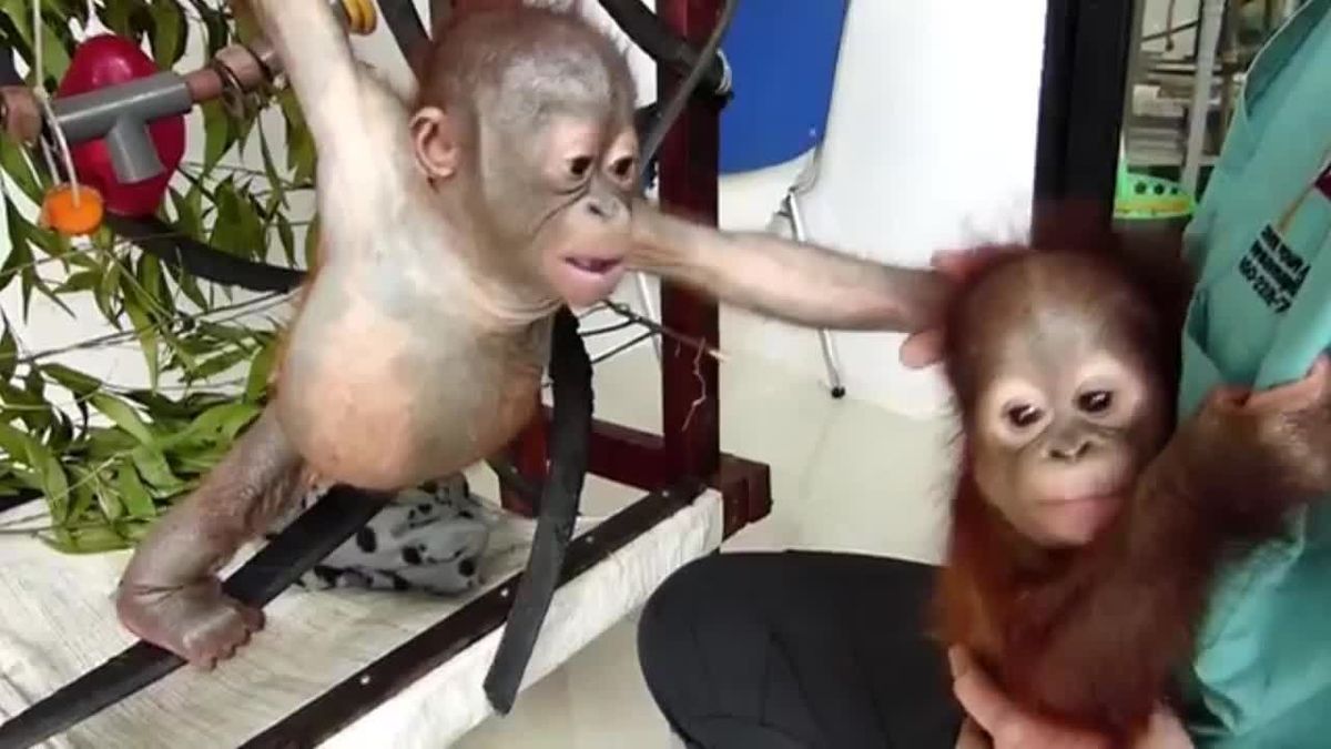 OrangUtanscleanVO_ST1452878044