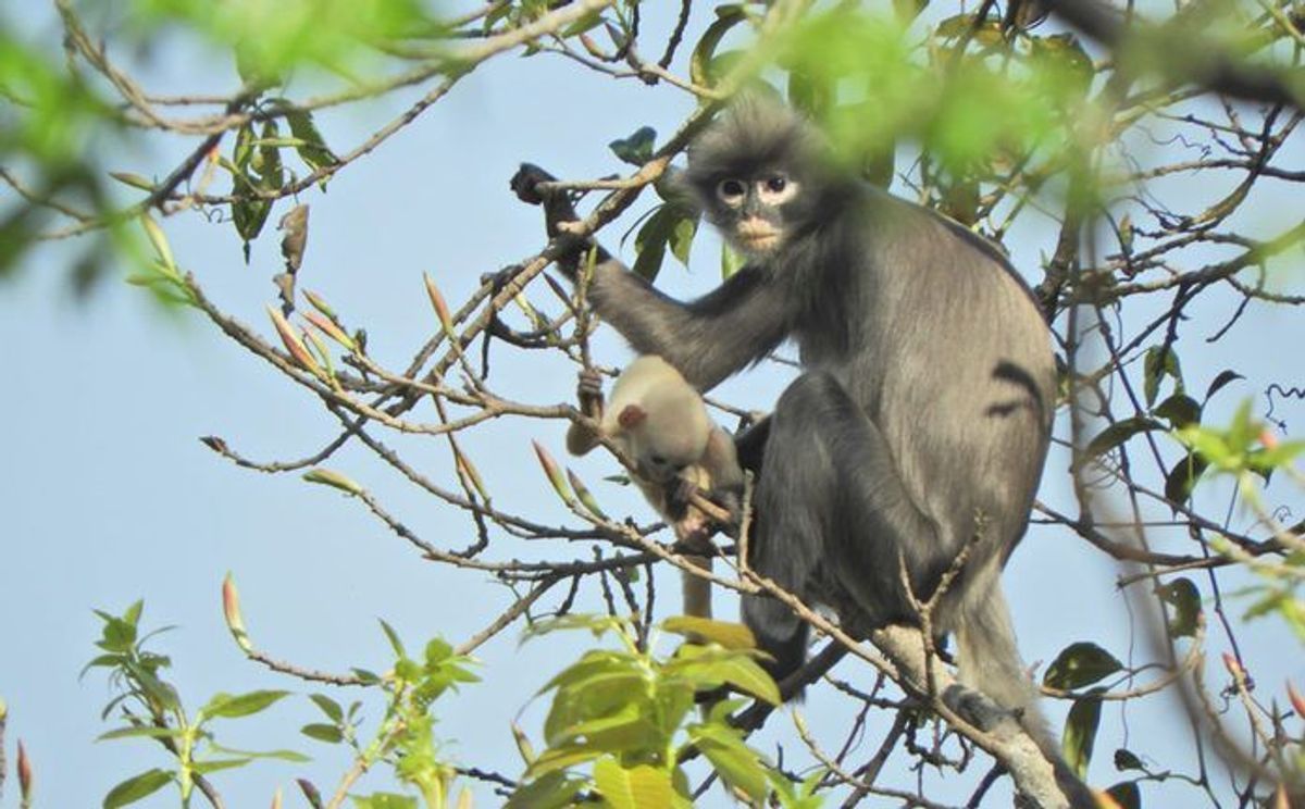 Neue Affenart in Myanmar entdeckt
