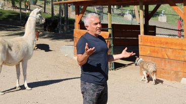 Dog Therapy Cesar