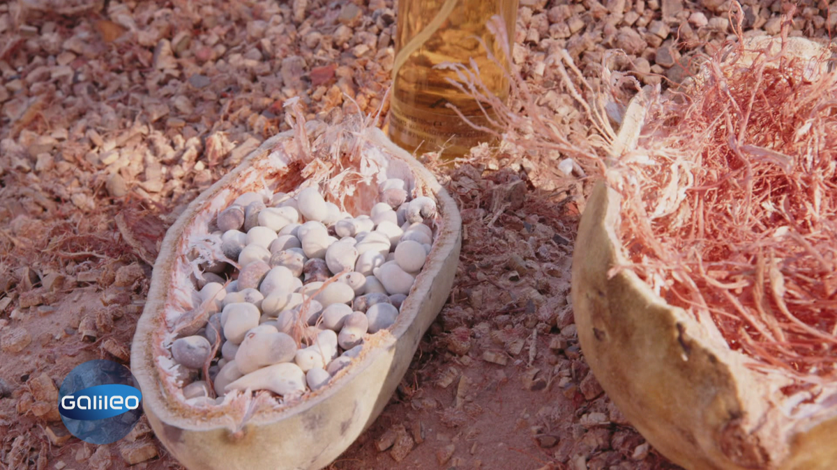 Die Superfrucht Baobab und ihre Herkunft