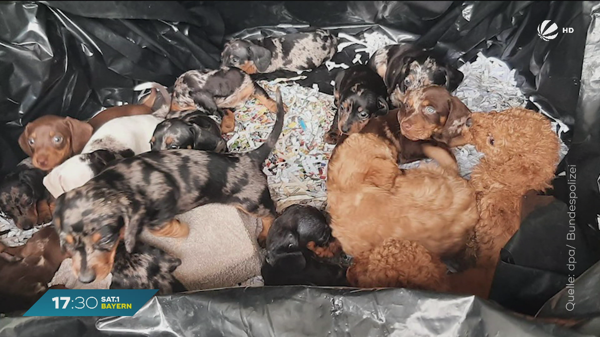 Schock-Fund bei Grenzkontrolle: Polizei rettet 20 unterernährte Hundewelpen