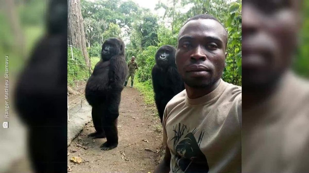 Wie bei Menschen: Gorillas posieren für Selfie