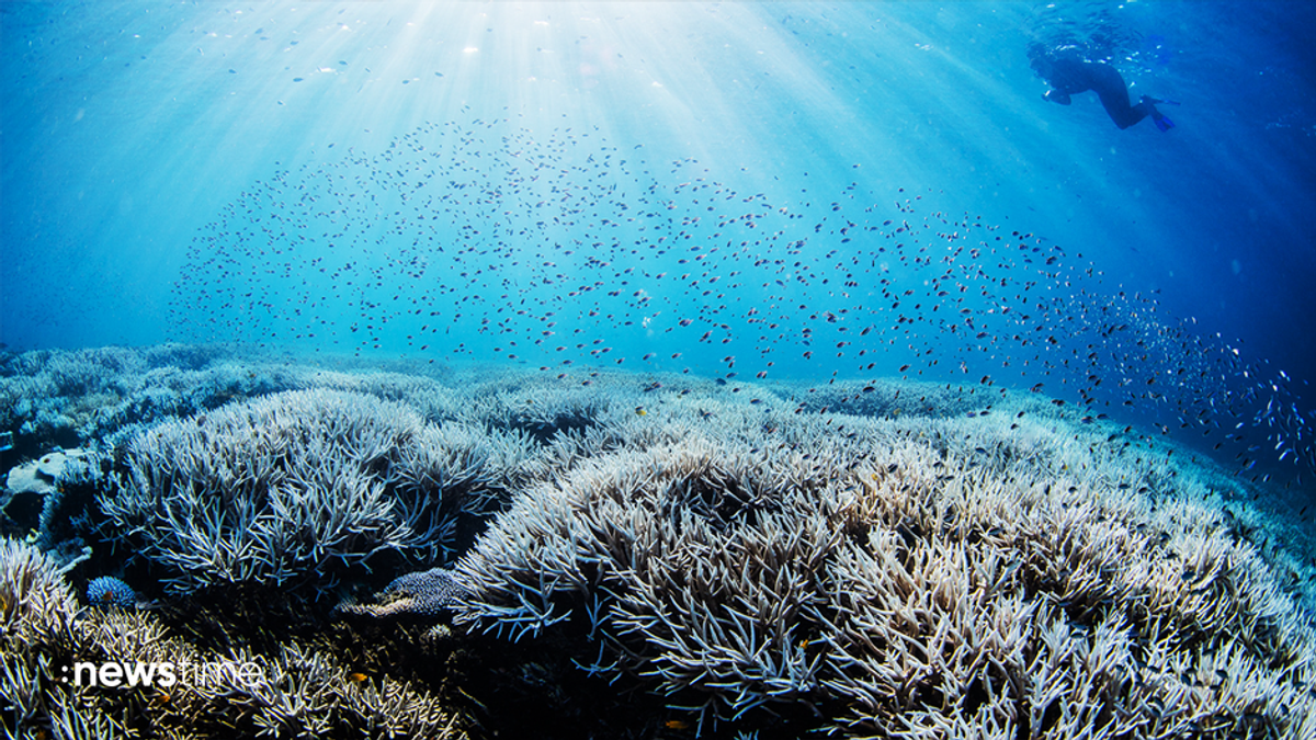 Erwärmung der Weltmeere: Schlimmste globale Korallenbleiche 