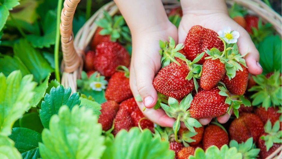 5 Regeln: Daran erkennt man frische Erdbeeren