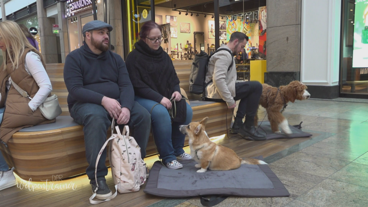 Mit dem Hund ins Shopping-Center