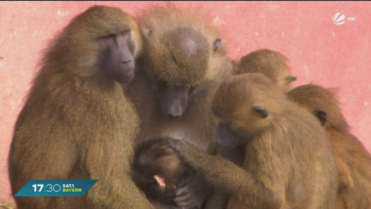 Zu viele Paviane im Zoo: Nürnberger Tiergarten sucht nach Lösung