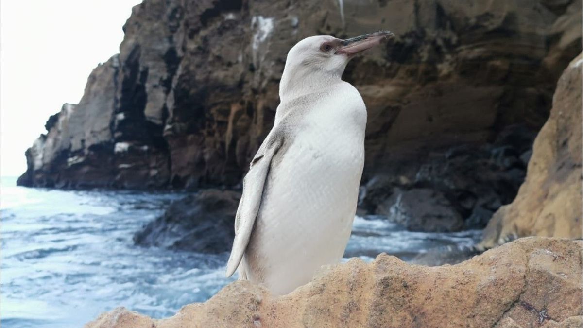 Unfassbar selten: Komplett weißer Pinguin entdeckt