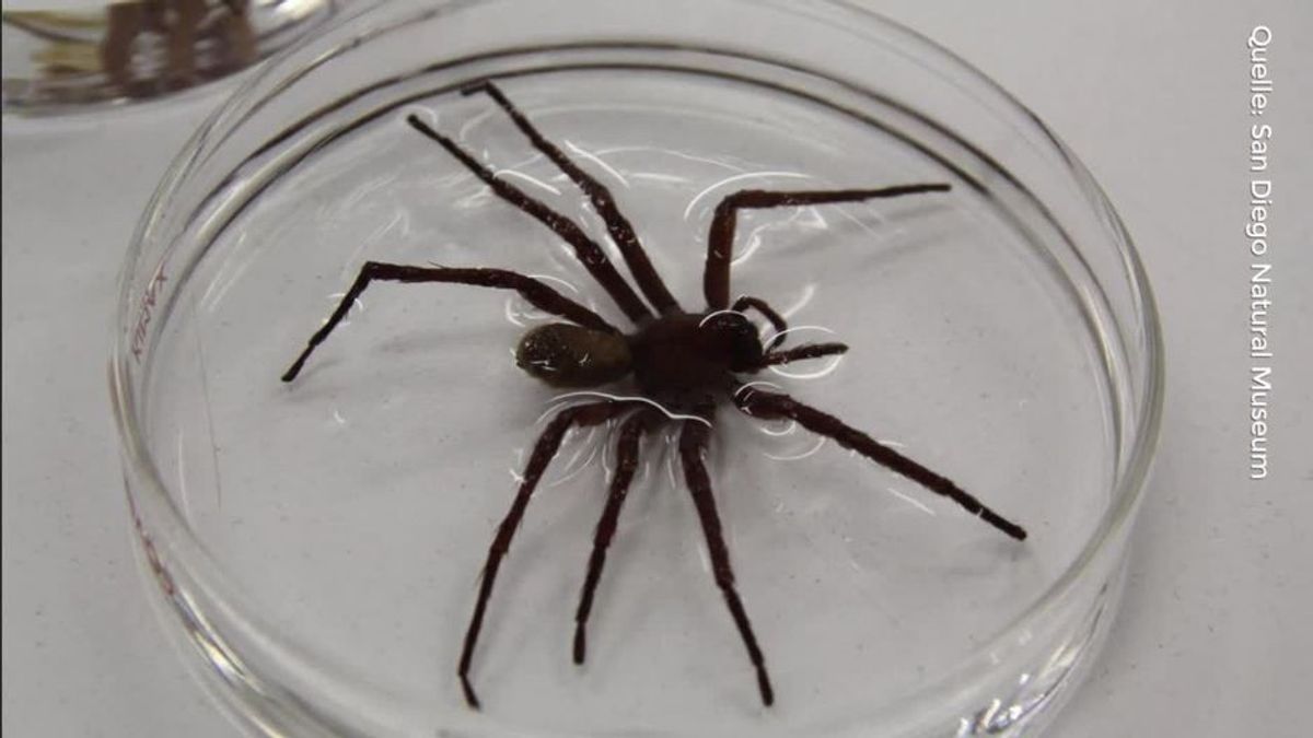 "Ich habe noch nie so eine große Spinne gesehen": Schock-Aufnahmen von neu entdeckter Riesen-Spinne