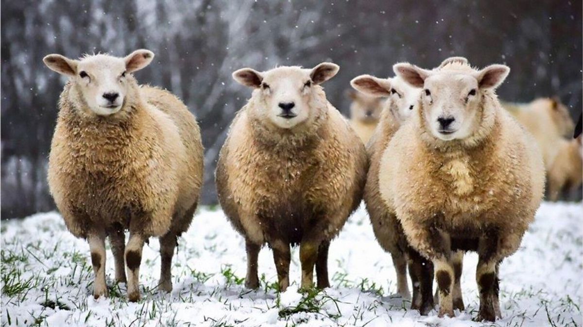 Temperatursturz in Deutschland: Was ist eigentlich die Schafskälte?