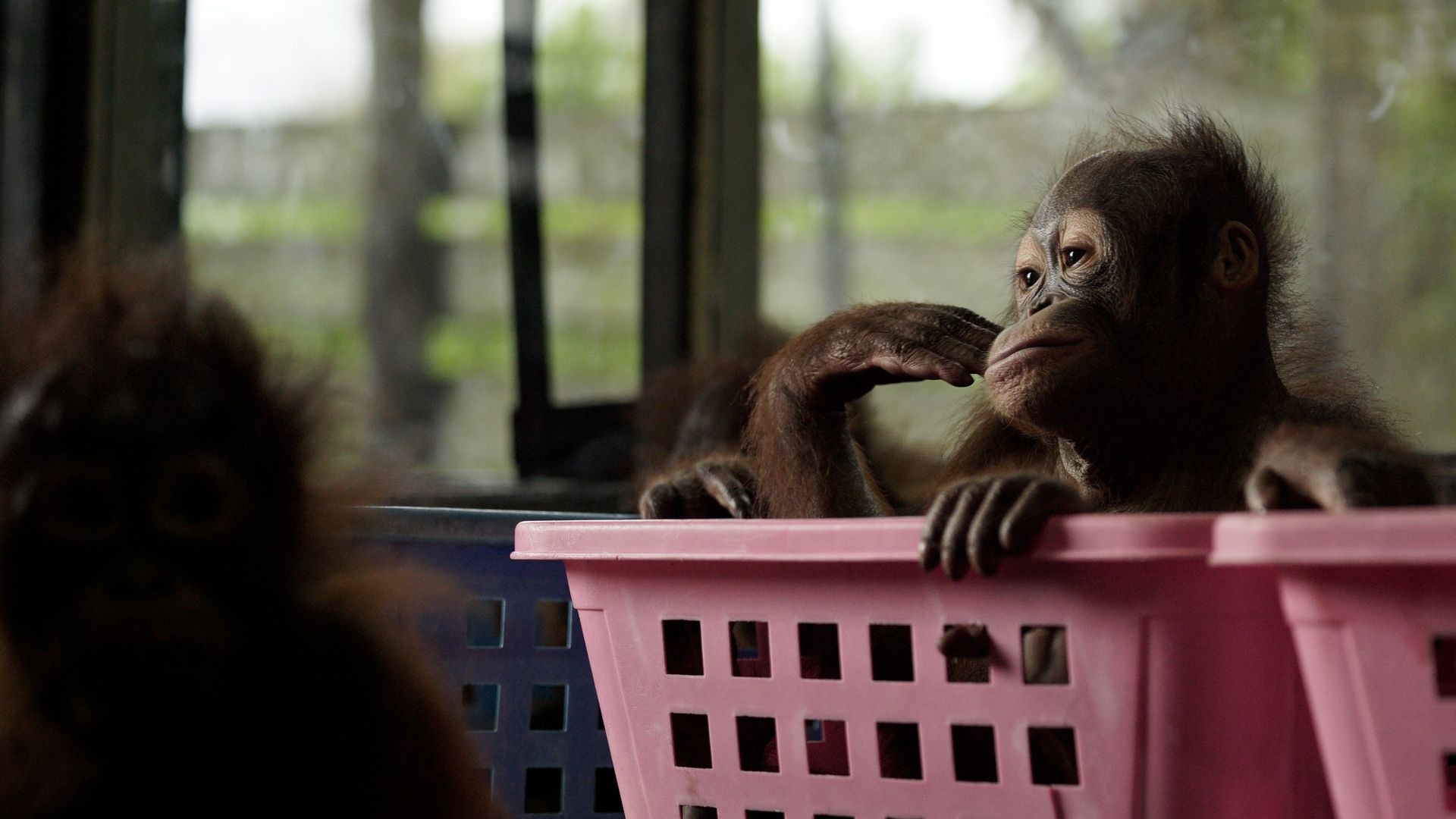 Orangutan Jungle School - Kindergarten mal anders