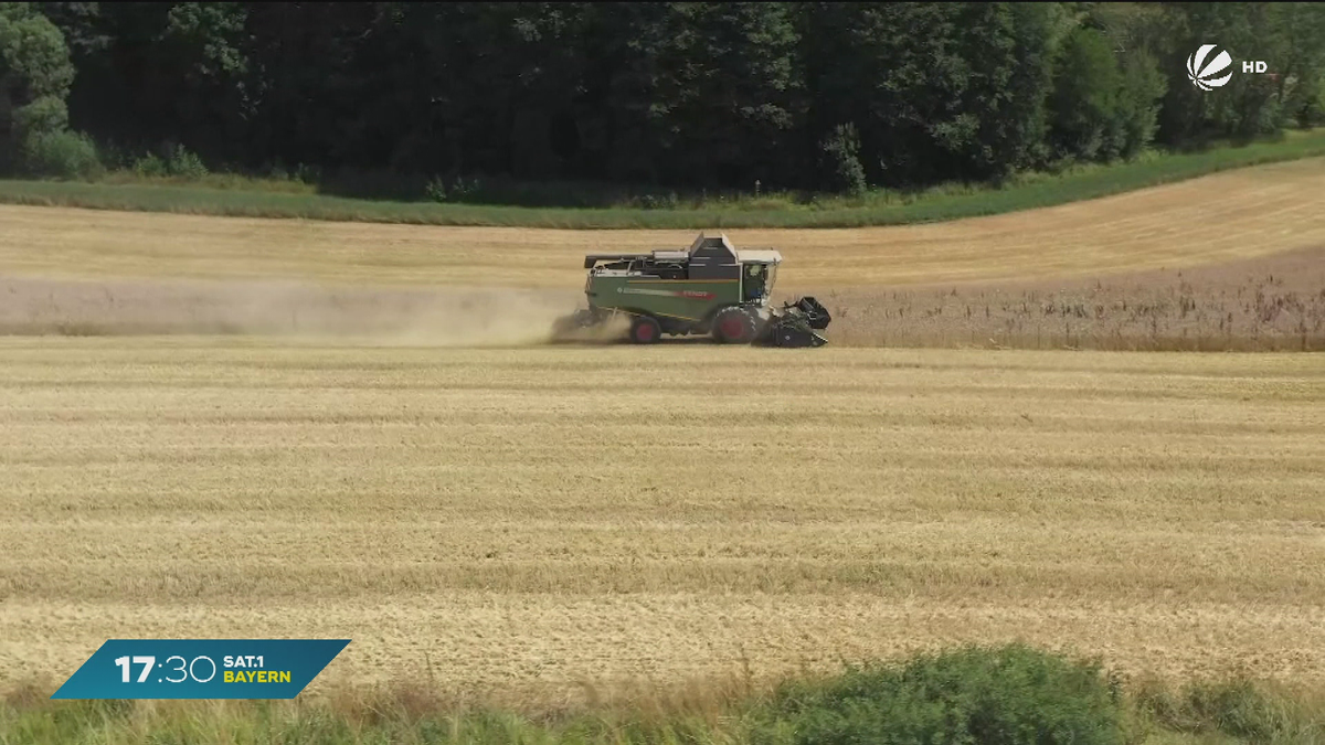 Landwirtschaft in Bayern: Bauern mit schlechter Getreide-Ernte