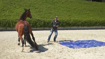 Leichte Sprache: Püppi nähert sich endlich dem Pferdeanhänger an!