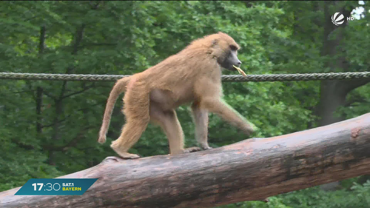 Nach Pavian-Tötung im Tiergarten Nürnberg: Platzproblem bleibt