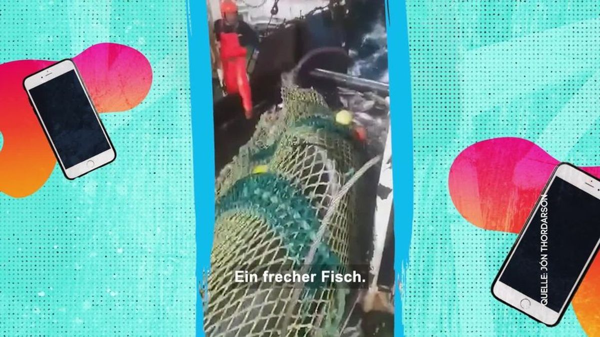 9 Meter großer Eishai: Dicker Fang in den Clips der Woche