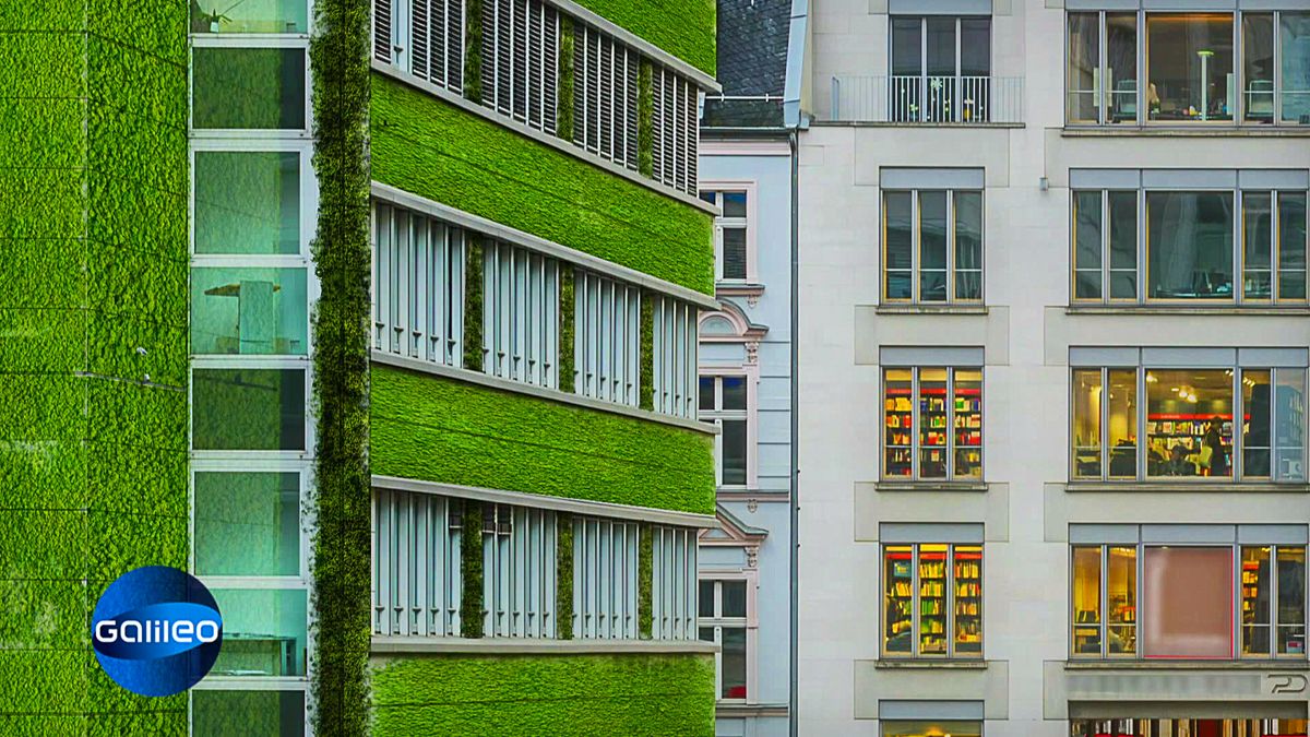 Moos für die Umwelt: das macht es so besonders